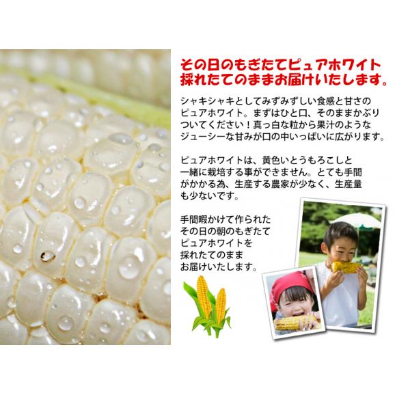 生で食べられるトウモロコシ　北海道富良野産　ピュアホワイト　5本入り　送料無料　ハウス栽培　7月発送05