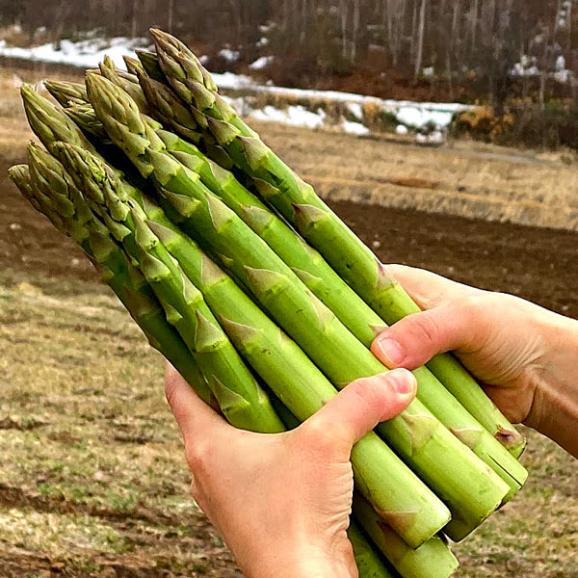 アスパラガス 北海道富良野産　グリーンアスパラ　超極太　4Lサイズ　５００ｇ　【送料無料】04