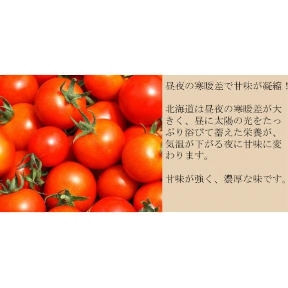 トマト 北海道 当麻産 川端さんの ミディトマト 1kg06