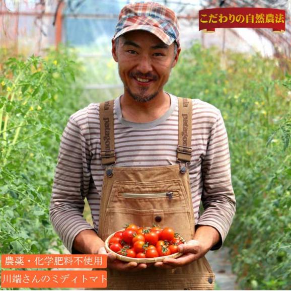 トマト 北海道 当麻産 川端さんの ミディトマト ２kg03
