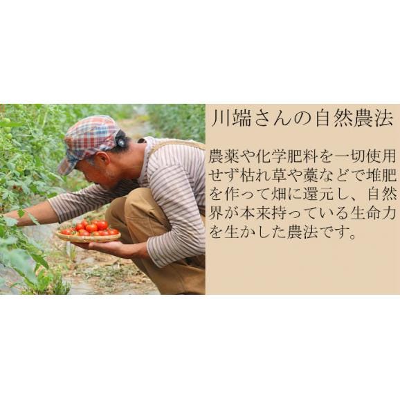 トマト 北海道 当麻産 川端さんの ミディトマト ２kg05