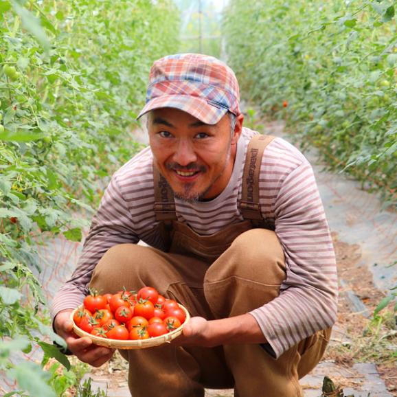 トマト 北海道 当麻産 川端さんの ミディトマト 3kg01