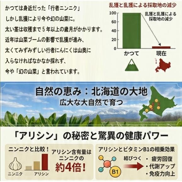 北海道産　希少な山菜 行者にんにく　300g 日時指定不可04