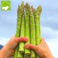 アスパラガス 北海道富良野産 グリーンアスパラ 超極太 4Lサイズ 2kg