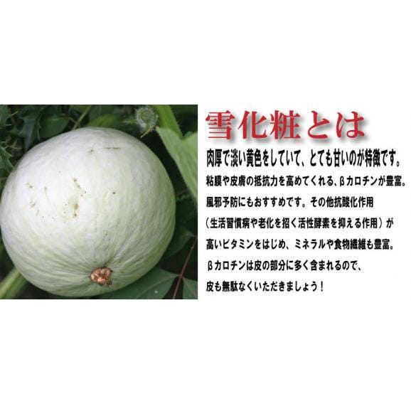 白い かぼちゃ 北海道 富良野産　南瓜 雪化粧 5kg （２から４玉入り）02