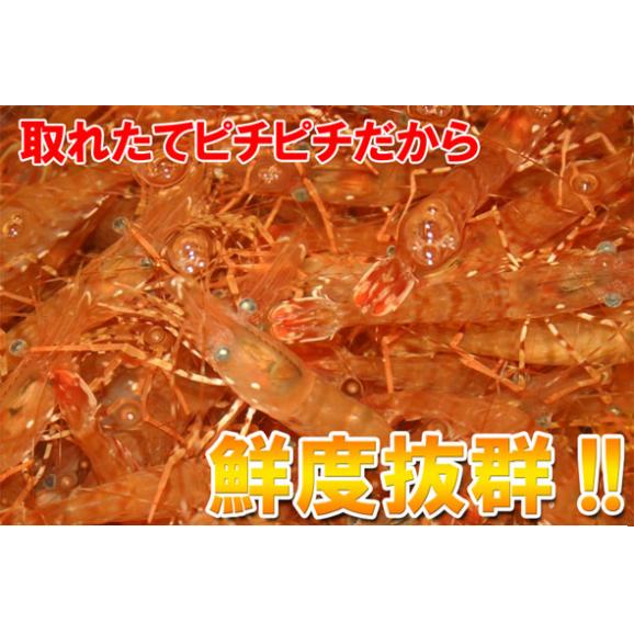 お刺身用 北海道産 特大 ボタンエビ 1kg ぼたんえび 牡丹海老 海老 エビ えび 海鮮 ボタン海老 美味しい 冷凍エビ 冷凍えび 贈答用 グルメ 贈り物 送料無料 実用的 ギフト プレゼント06