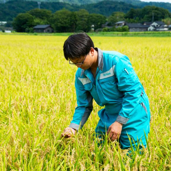 【新米】令和７年産  能登産コシヒカリ　精米５kg×２03