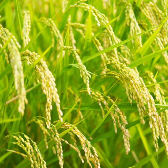 【新米】令和８年産  能登産コシヒカリ【トキ認証米】　精米１０ｋｇ（５kg&times;２袋）04