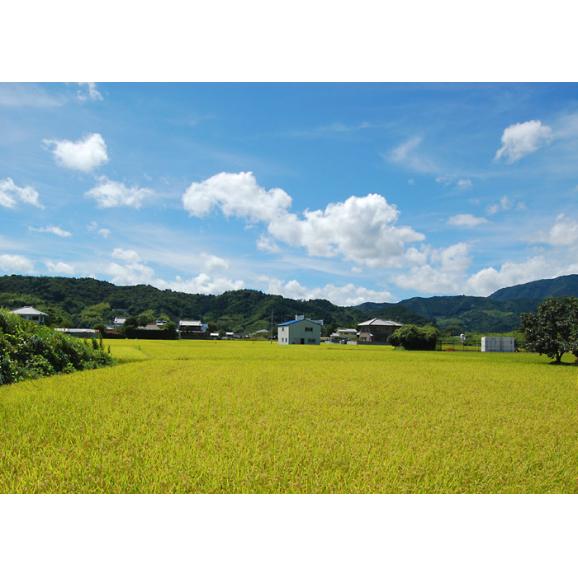 【新米】令和８年産  能登産コシヒカリ【トキ認証米】　精米５kg03