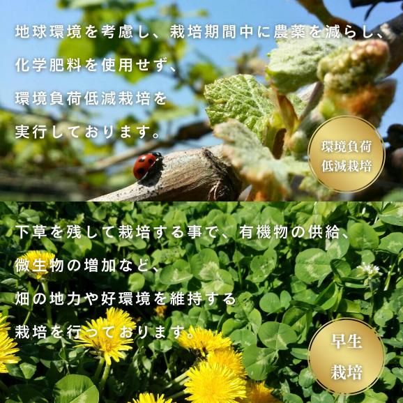 【限定50個】樹上完熟もも1.5㎏(4～6個入)　山梨県　Takano Farｍのもも　送料無料(一部地域)04