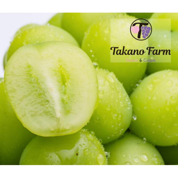 【期間限定30％OFF】Takano Farmの樹上完熟シャインマスカット 約1.5kg（2～3房) ギフト 山梨県産  葡萄 ぶどう ブドウ 農家直送 プレゼント 御礼 お祝い 04