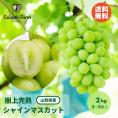 【期間限定30％OFF】Takano Farmの樹上完熟シャインマスカット 約2kg（2～5房)  ギフト 山梨県産 葡萄 ぶどう ブドウ 農家直送 プレゼント 御礼 お祝い 