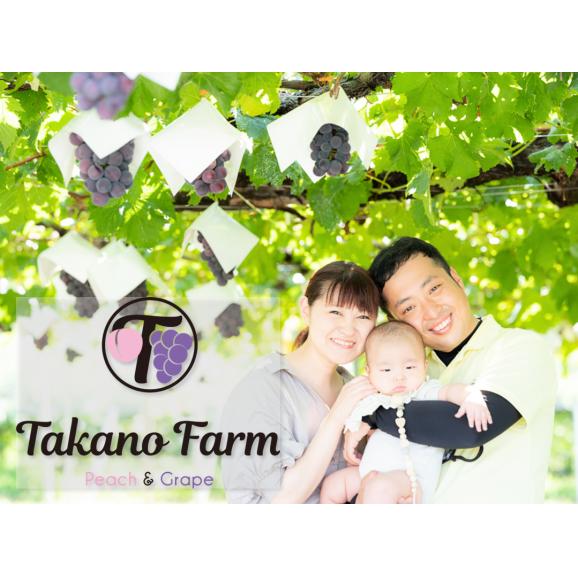 【期間限定30％OFF】Takano Farmの樹上完熟シャインマスカット 約2kg（2～5房)  ギフト 山梨県産 葡萄 ぶどう ブドウ 農家直送 プレゼント 御礼 お祝い 02