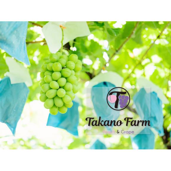 【期間限定30％OFF】Takano Farmの樹上完熟シャインマスカット 約2kg（2～5房)  ギフト 山梨県産 葡萄 ぶどう ブドウ 農家直送 プレゼント 御礼 お祝い 03