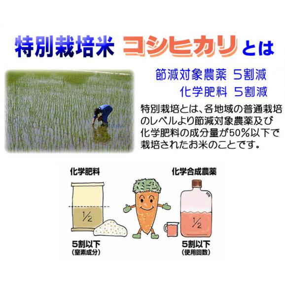 令和5年産 熊本 阿蘇コシヒカリ 特別栽培米 5kg 送料無料 玄米 精白米 7分づき 5分づき 3分づき オーダー精米03