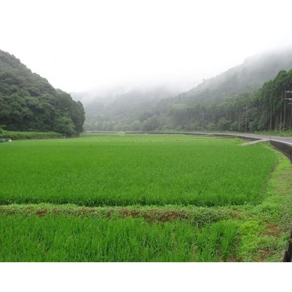 令和5年産 熊本 阿蘇コシヒカリ 特別栽培米 5kg 送料無料 玄米 精白米 7分づき 5分づき 3分づき オーダー精米05