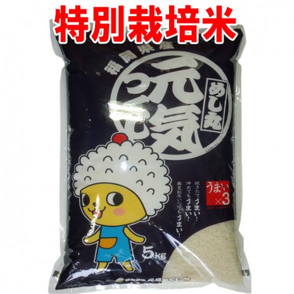 新米 令和5年産 特別栽培米 福岡産 元気つくし 5kg 送料無料 玄米 精