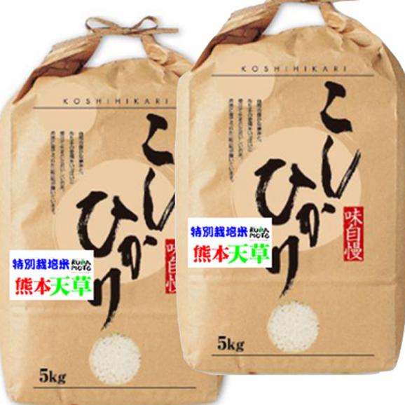 令和5年産 特別栽培米 熊本 天草コシヒカリ 10kg (5kg×2袋) JAあまくさ産 玄米 白米 7分づき 5分づき 3分づき 出荷日精米02