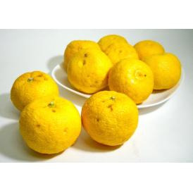 京都奥嵯峨の伝統有る香り高い柑橘です。柚子湯に最適です！ 