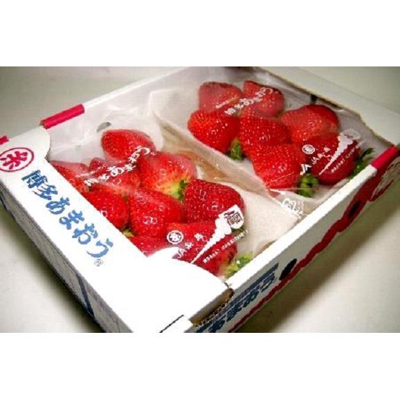 福岡産「博多あまおう」イチゴ 大粒 DX 540g02