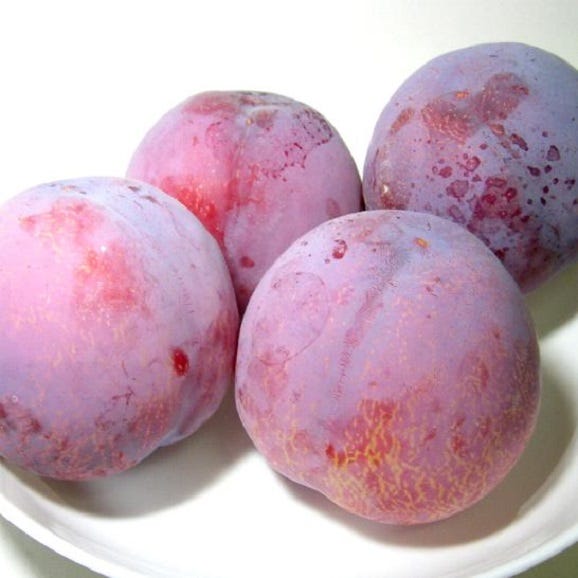 すもも 貴陽（きよう） 約2.5kg プラム｜京の老舗の果物屋 鳥羽伊三  