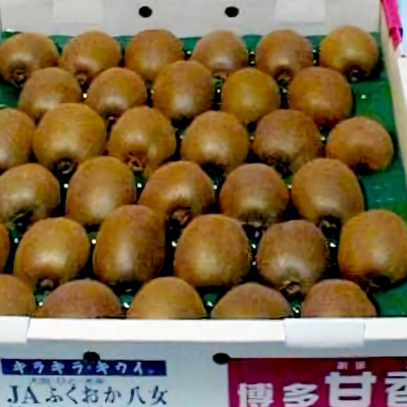 キウイフルーツ　(緑肉)「キラキラキウイ」約3.6kg　33個入り（120g/1個）福岡産03