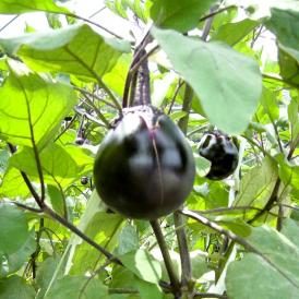 「京都の伝統野菜」「賀茂なす」は、肉質が緻密で煮炊きしても形が崩れません。夏の京やさいの代表です。