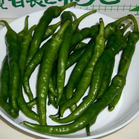 トウガラシ　伏見とうがらし（ふしみとうがらし）　約1kg　京都産「京野菜」