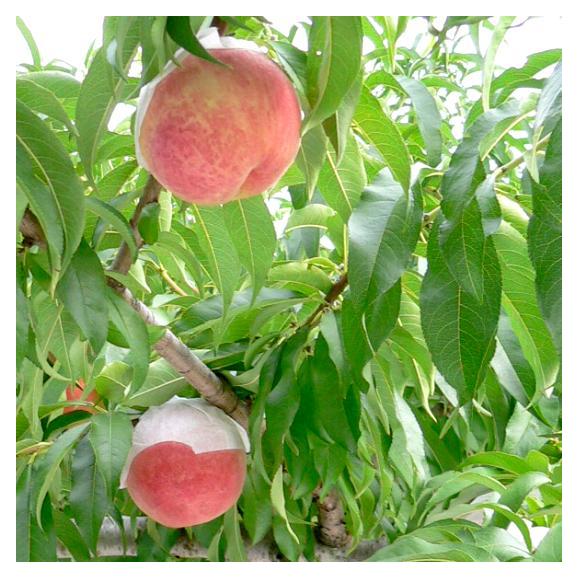 モモ　加納岩（かのいわ）果樹園の桃　もも 約5ｋｇ 大玉13個入り 山梨産06