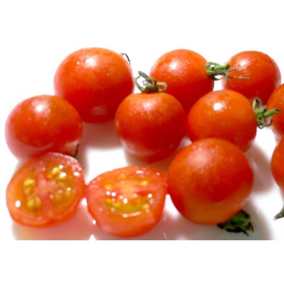 京都産 オーガニック ミニトマト 約1kg 有機JAS認証|プチトマト 赤いトマト02