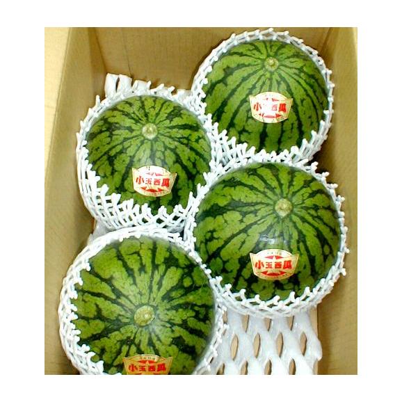 鳥取産 大栄 小玉スイカ（だいえいこだますいか）2Lサイズ 4個入り｜京の老舗の果物屋 鳥羽伊三の通販・お取り寄せなら【ぐるすぐり】