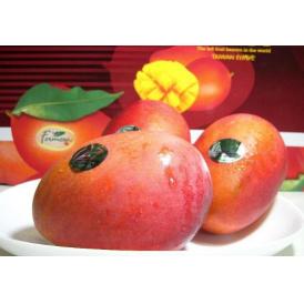台湾産　アップルマンゴー　大玉 10～14個入り|たいんわん 芒果