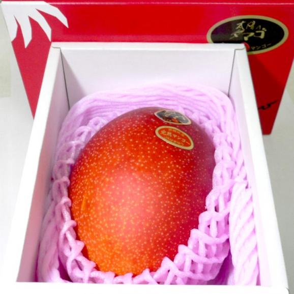 宮崎産 完熟マンゴー 太陽のタマゴ 特大 5Lサイズ 1個入り 化粧箱02