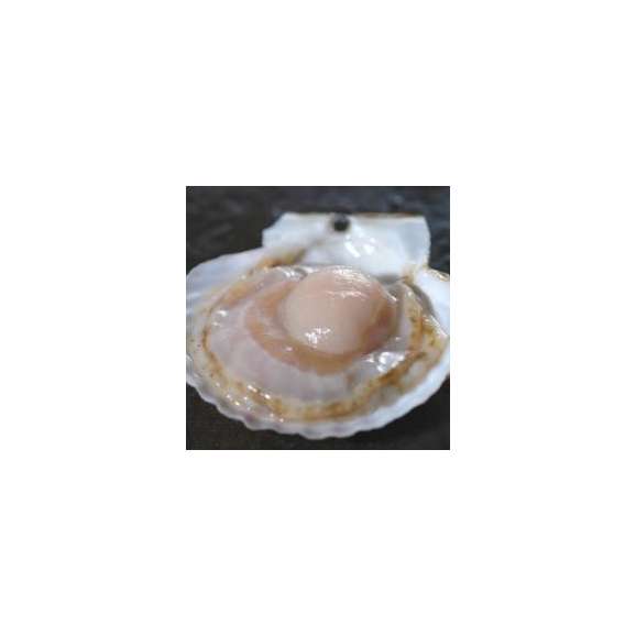 北海道噴火湾産ほたて片貝2年11-12cm/片貝12枚/函館冷凍02