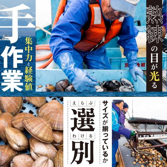 天然ボイルほっき貝 1kg 24粒前後 北海道野付産 NK000NV0003