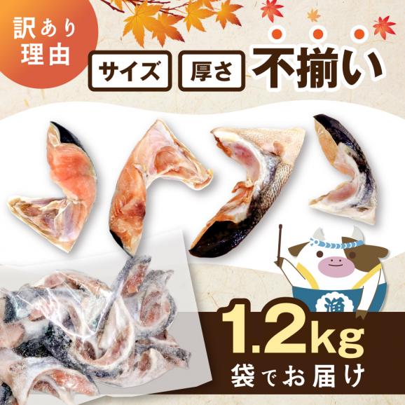北海道産 秋鮭 カマ 1.2kg 無塩【NK000RJ00】03