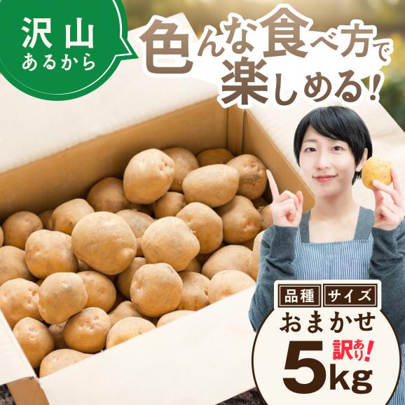 2026年3～4月発送 北海道別海町産 越冬じゃがいも5kg(１種おまかせ)【JV0000006】（きたあかり、ワセシロ、男爵、メークイーン、レッドムーン）03