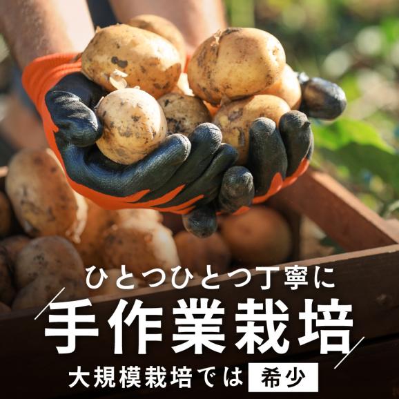 2026年3～4月発送 北海道別海町産 越冬じゃがいも10kg(２種おまかせ) 【JV0000004】 （きたあかり、ワセシロ、男爵、メークイーン、レッドムーン）05