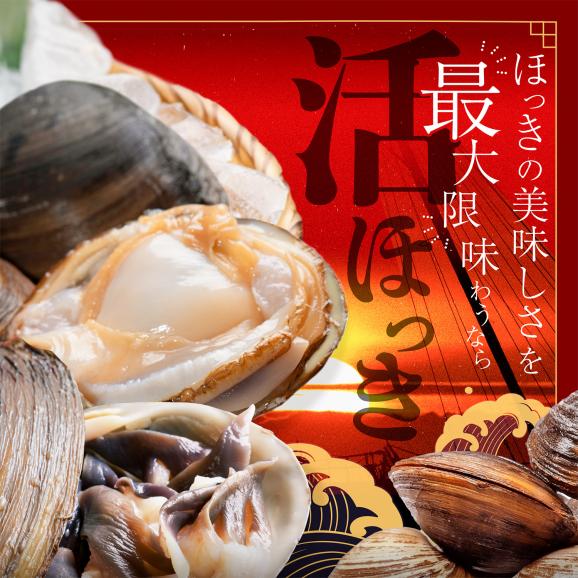 北海道 別海町産 活ホッキ 2.5kg【UY0000025】02