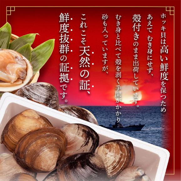 北海道 別海町産 活ホッキ 2.5kg【UY0000025】04