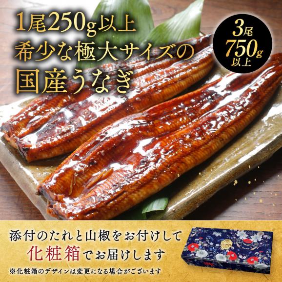 （6月）国産 希少 極大 特上うなぎ(250g&times;3尾)02