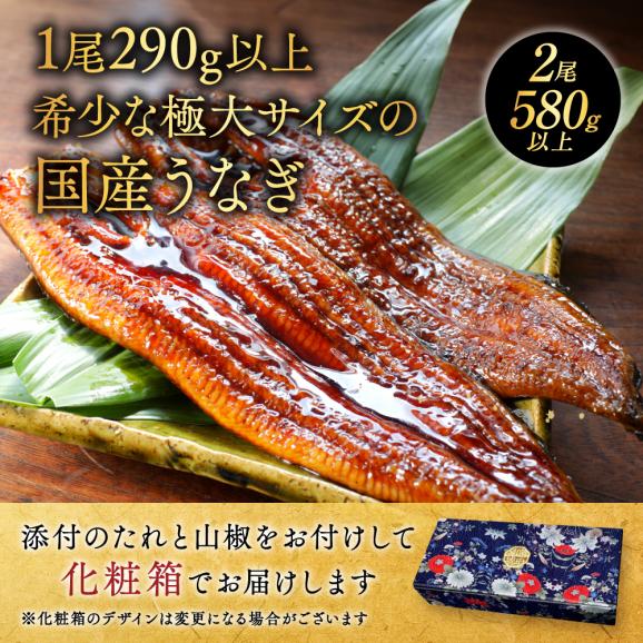 国産 希少 超極大 特上うなぎ(290g×2尾)03