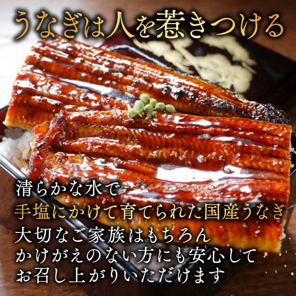 国産 希少 超極大 特上うなぎ(290g×4尾)04