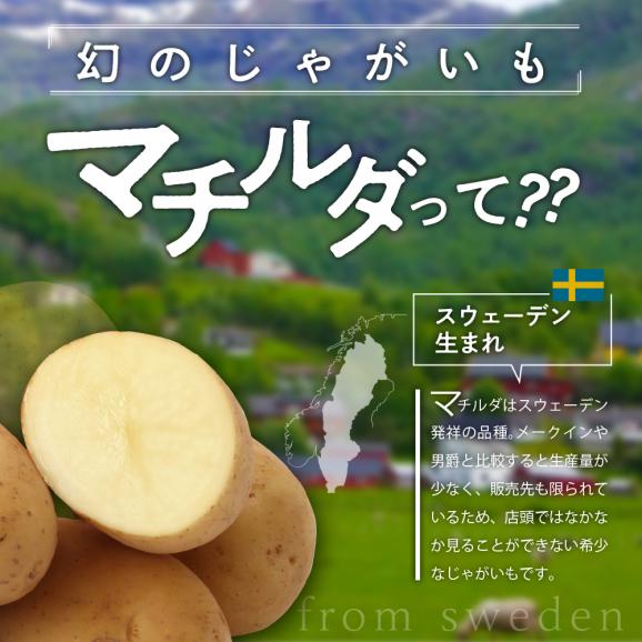 【先行受付】【2025年9月下旬より配送予定】北海道十勝芽室町 幻のじゃがいも「マチルダ」5kg me002-001-24c02