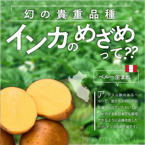 【先行受付】【2025年9月下旬より配送予定】北海道十勝芽室町 貴重品種 インカのめざめ 5kg me002-007-24c03