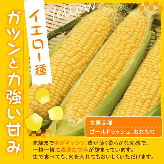 【ふるさと納税】【先行予約】【2025年産】北海道十勝芽室町 とうもろこし スイートコーン10本 イエロー種 me002-004c-2503