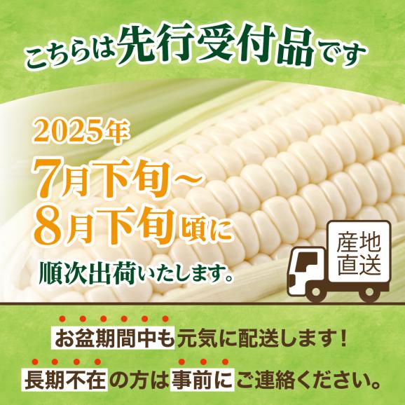 【ふるさと納税】【先行予約】【2025年産】北海道十勝芽室町 とうもろこし 10本 ホワイト種 me002-005c-2502