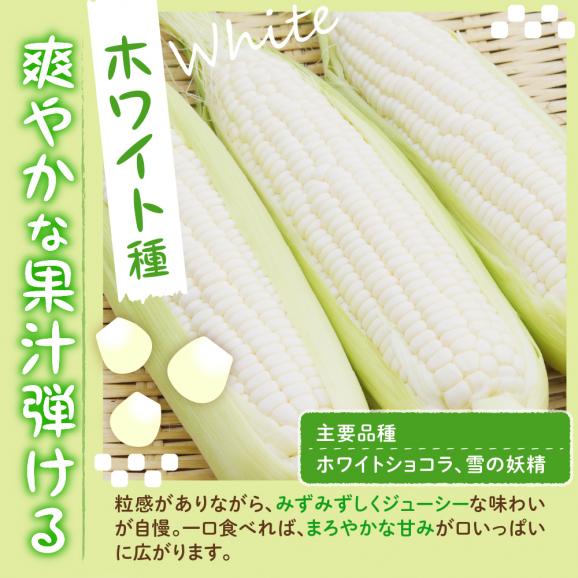 【ふるさと納税】【先行予約】【2025年産】北海道十勝芽室町 とうもろこし 10本 ホワイト種 me002-005c-2503