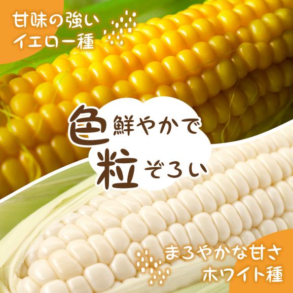 【ふるさと納税】【先行予約】【2025年産】北海道十勝芽室町 とうもろこし イエロー種5本 ホワイト種5本 me002-008c-2503