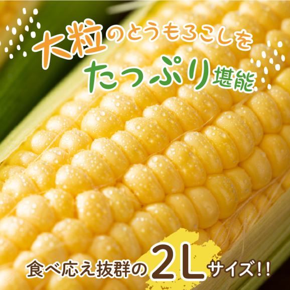 【ふるさと納税】【先行受付】【2026年7月下旬～8月中旬頃配送】北海道十勝芽室町 とうもろこし 2L 9本入り me002-021c-2603